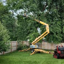 How Our Tree Care Process Works  in  Santa Rosa, TX