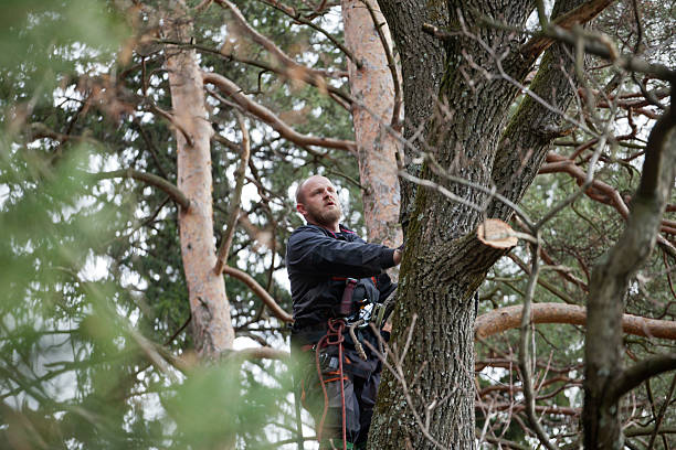 Tree and Shrub Care in Santa Rosa, TX